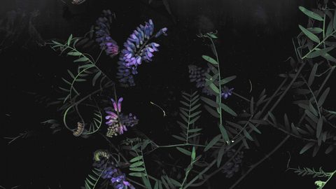 purple_flowers_on_a_black_background-illustration.png