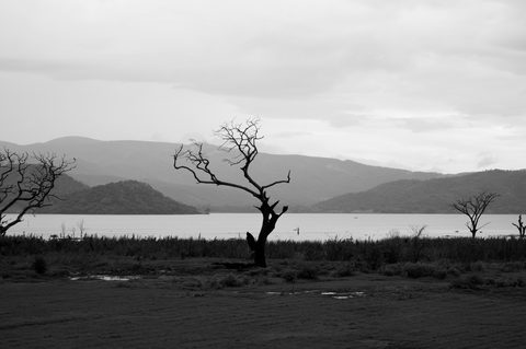 jorge-salvador-C5_loz0mSwU-unsplash-monochrome.jpg