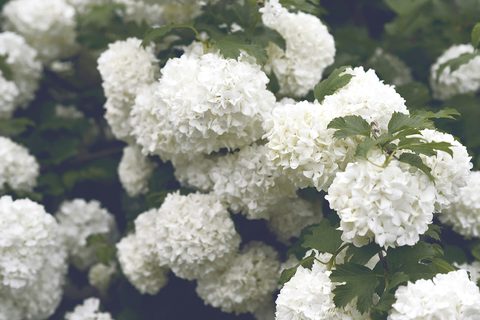 6UuqFii-nature.jpg