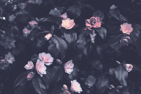 Pink_Flowers_Photograph_by_Lisa_Fotios-nature.jpeg