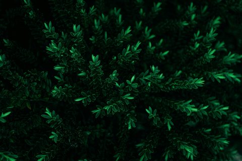 a2-misbehave-rLn96kiO0Qg-unsplash-nature.jpg