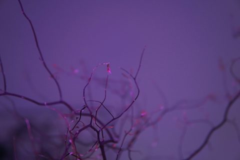 adina-brinda-cVg1ikLJMa0-unsplash-nature.jpg