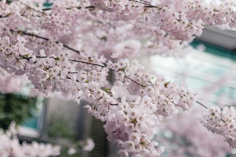 aedrian-salazar-6Q_IS8KyFBg-unsplash-nature.jpg