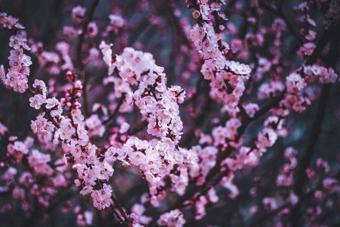 alex-rybin-UygEIZ9DLxM-unsplash-nature.jpg