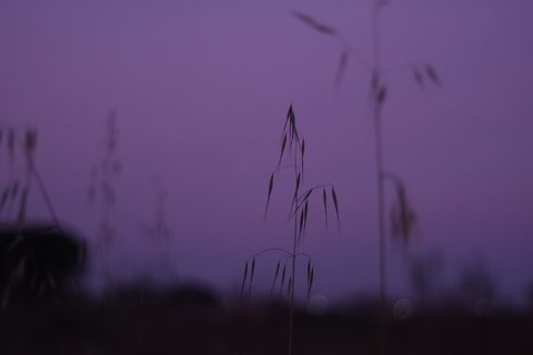 alicia-christin-gerald-bcDsk5_Tm7E-unsplash-nature.jpg