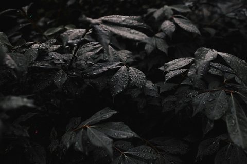 andrew-neel-jtsW--Z6bFw-unsplash-nature.jpg