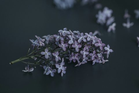 anita-austvika-2OpXo-XtD2M-unsplash-nature.jpg