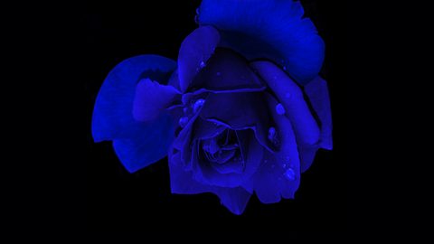 blue-rose-rose-flower-black-oled-nature.jpg