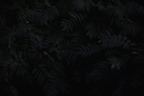 brennan-burling-ay53qag90W8-unsplash-nature.jpg