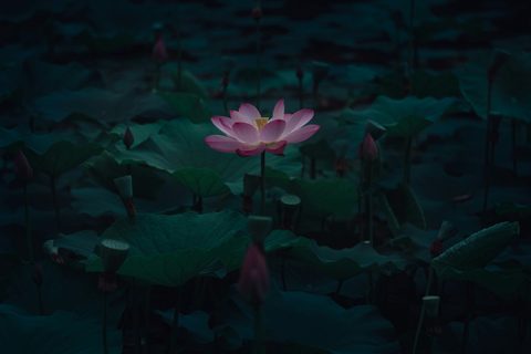 cheng-feng-GMqZ-FyWwIE-unsplash.jpg