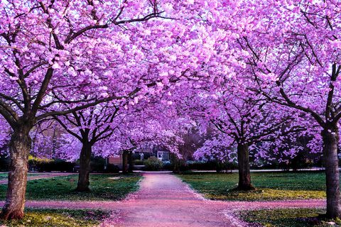 cherry-blossom-trees-purple-nature.jpg