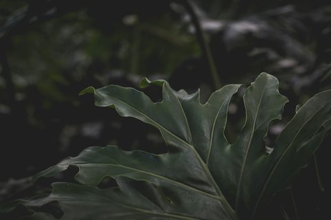 claire-brear-HnEh9dRUb5Y-unsplash-nature.jpg