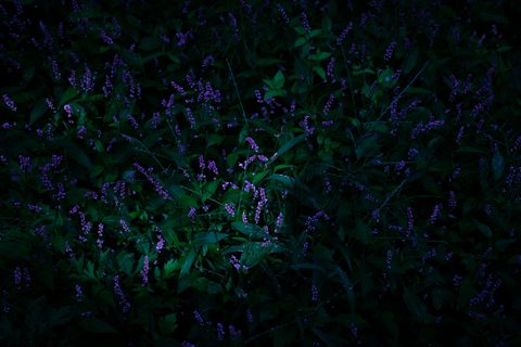 clark-gu-IKrr5JusrLE-unsplash-nature.jpg