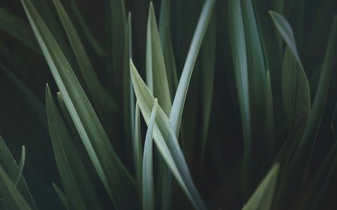 claudio-testa-FrlCwXwbwkk-unsplash-nature.jpg