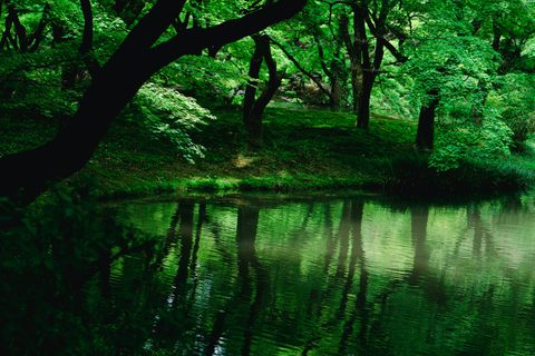 diana-lisunova-UNPtt2EYeyY-unsplash-nature.jpg