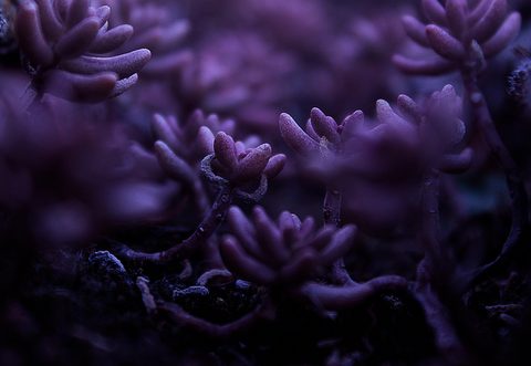 emilio-martin-8Kpzv5oQpQs-unsplash-nature.jpg