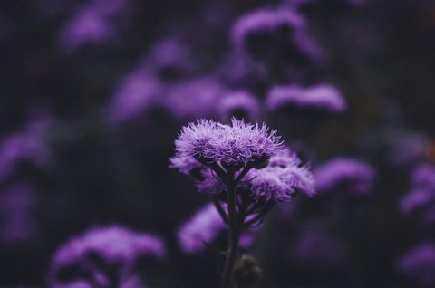george-jachvadze-3HuyFCNUHxk-unsplash-nature.jpg