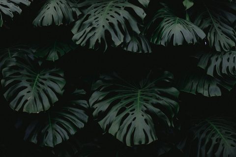 gilles-lambert-mSK5nNsAsLY-unsplash-nature.jpg