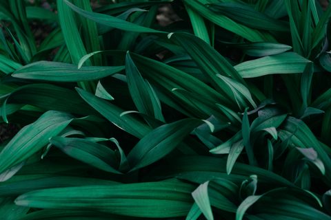 irina-iriser-3WHuGf2cVyM-unsplash-nature.jpg