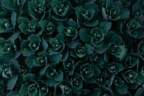 irina-iriser-O5pMgAdEk5U-unsplash-nature.jpg