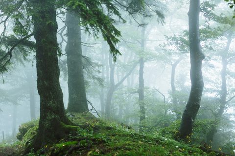 janesca-CxSUJeoaYG8-unsplash-nature.jpg