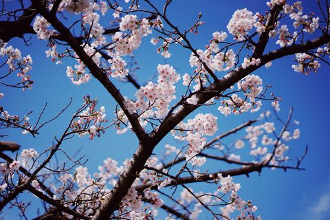 jessica-WNWh3IclF9s-unsplash-nature.jpg