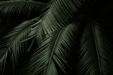 jessica-favaro-tZbULR3VWhQ-unsplash-nature.jpg