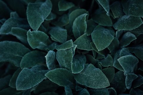 katie-moum-HfcO-ArMKqQ-unsplash-nature.jpg