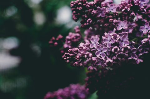 kelly-sikkema-elz_jOsXTf4-unsplash-nature.jpg