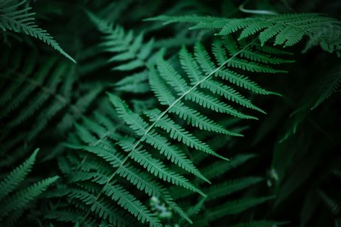 kyaw-tun-1r1_phKdZrM-unsplash-nature.jpg
