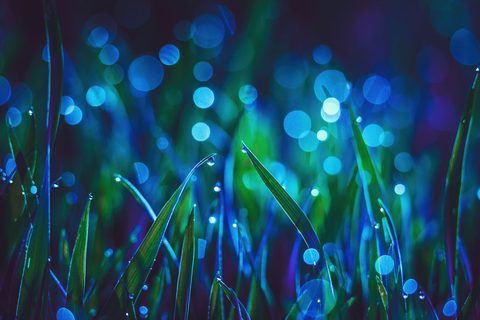 landscape-grass-bokeh-dew-drops-nature.jpg
