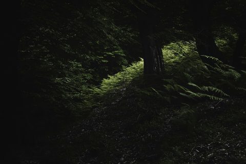 mahdi-bafande-ItR9SakYNLI-unsplash-nature.jpg