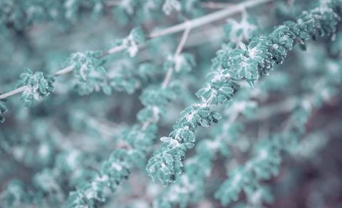 mariola-grobelska-4y_WZrwVqJI-unsplash-nature.jpg