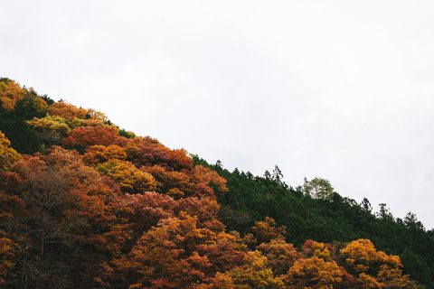 masaaki-komori-qVZXz8dTr68-unsplash.jpg