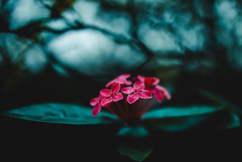 michael-marais-eIUSp39SVaA-unsplash-nature.jpg