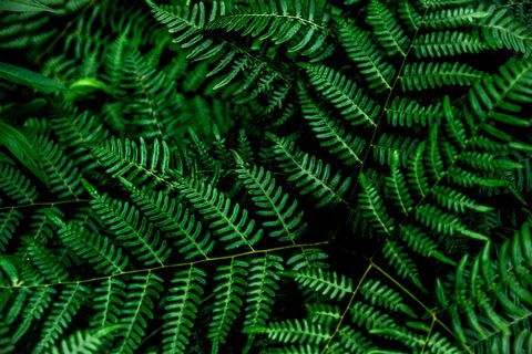 nick-martin-pkRA6lDudrg-unsplash-nature.jpg