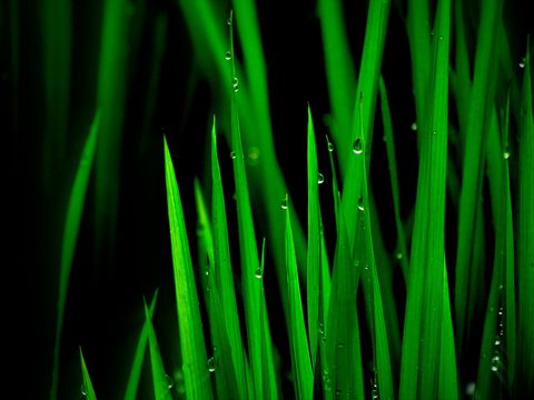 ninan-john-83i3wHDEYkM-unsplash-nature.jpg