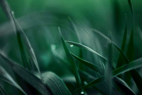 paul-lardet-RPsSGZrpgS8-unsplash-nature.jpg