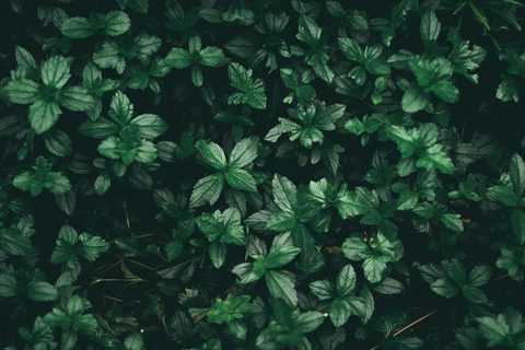pexels-muhammad-khairul-iddin-adnan-267454-808510-nature.jpg