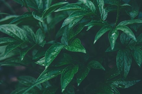 pexels-peterfazekas-1089455-nature.jpg