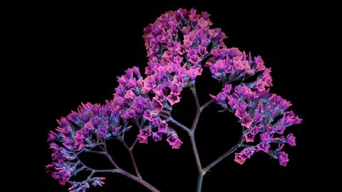 pink-flowers-black-oled-nature.jpg