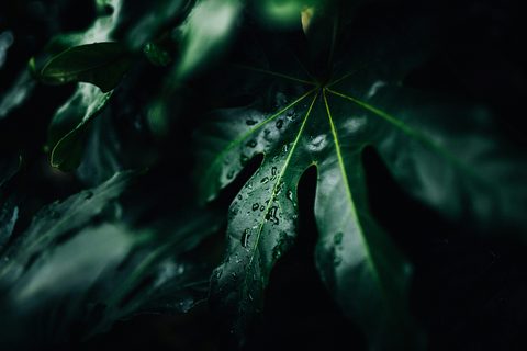 robert-nelson-_7ijJz9nZmY-unsplash-nature.jpg