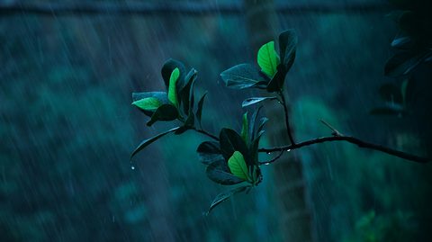 subhadip-kanjilal-nXz7qi-Qrt4-unsplash-nature.jpg