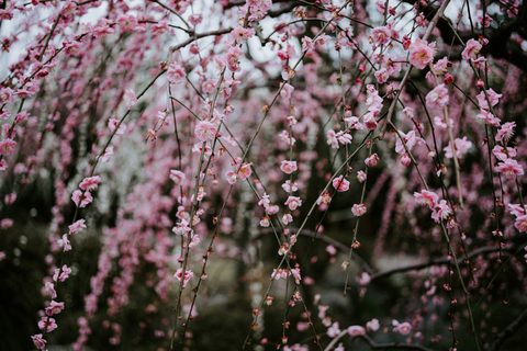 tomoko-deguchi-XiRSiEkvXOg-unsplash-nature.jpg