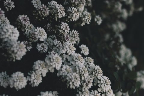 tomoko-uji-2wDtzbrlOJs-unsplash-nature.jpg