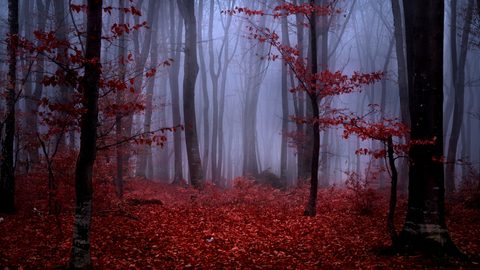 wallhaven-2885ky-nature.jpg