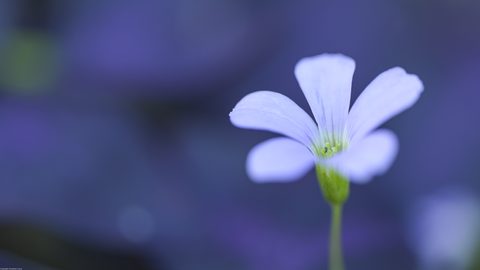 wallhaven-5g38q7-nature.jpg