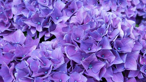 wallhaven-5w32l5-nature.jpg
