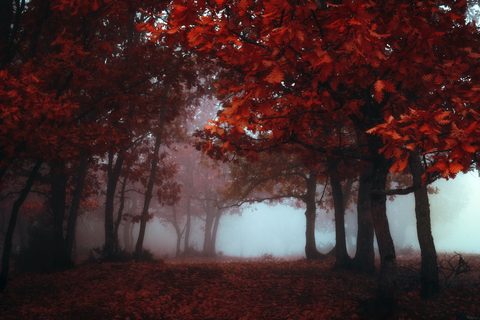 wallhaven-d57mlj-nature.jpg