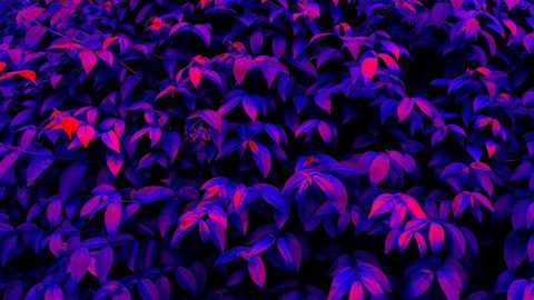wallhaven-l8x38r-nature.jpg